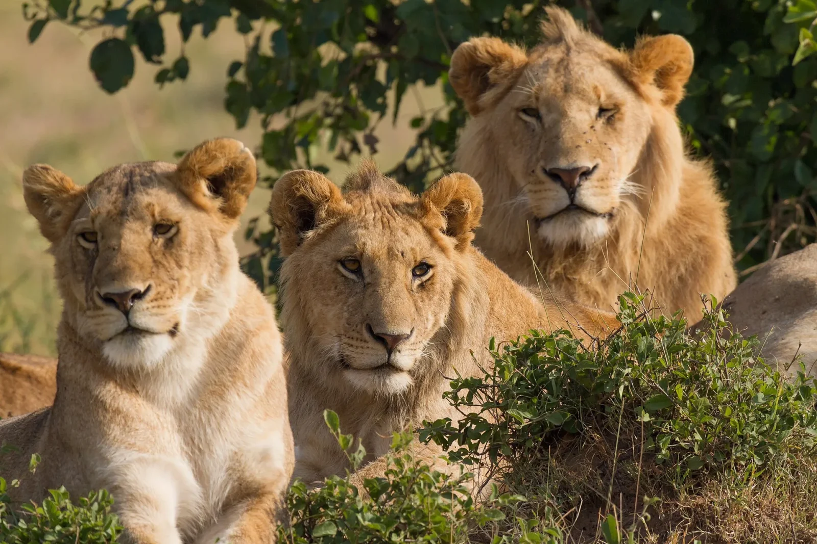 Pride of lions resting together in the Masai Mara, Kenya