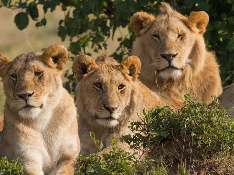 Pride of lions resting together in the Masai Mara, Kenya