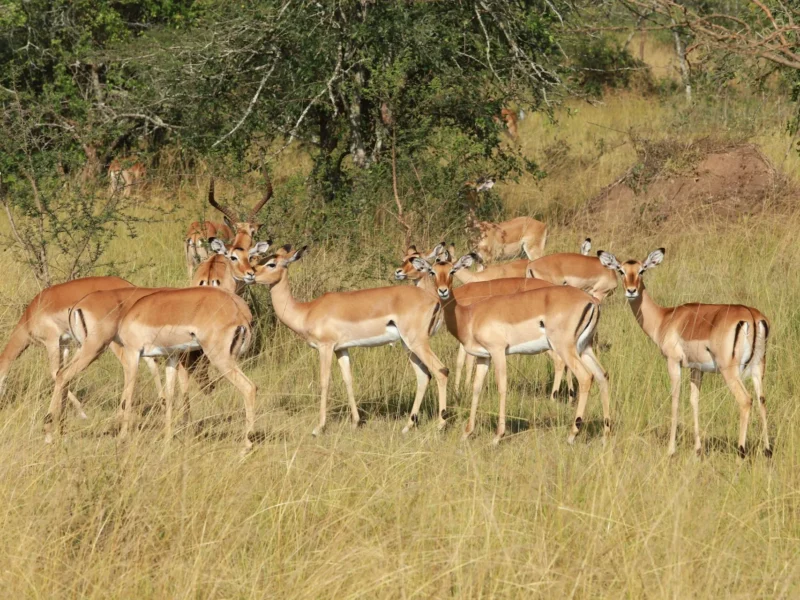 Herd of impala in the grassland of Lake Mburo National Park
