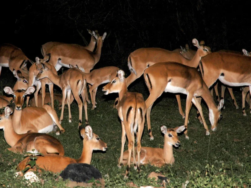 Herd of impala resting at night, lit by a spotlight in Lake Mburo National Park