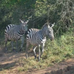 Two plains zebras at the edge of acacia woodland in Lake Mburo National Park