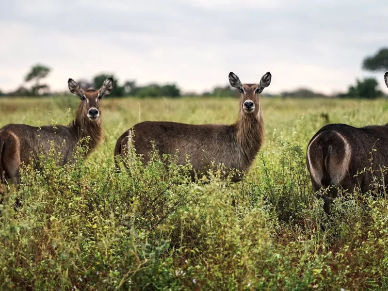 Waterbuck in Meru National Park, Kenya