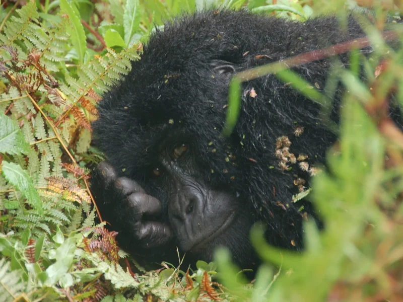 Mountain gorilla resting in dense vegetation in Mgahinga Gorilla National Park