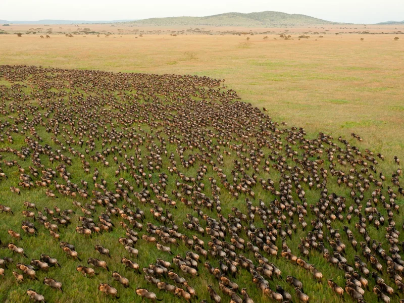 Vast herd of wildebeest on the Serengeti plains during the Great Migration