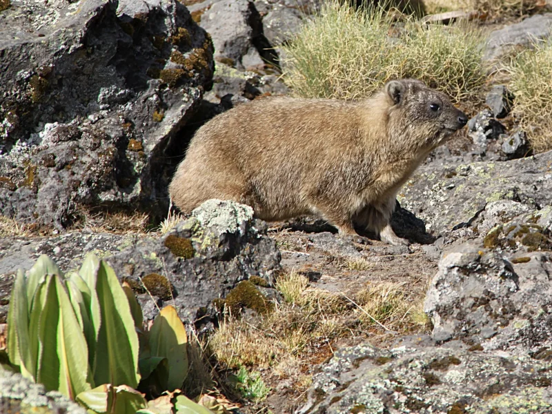 A rock hyrax among the rocks of Mount Kenya