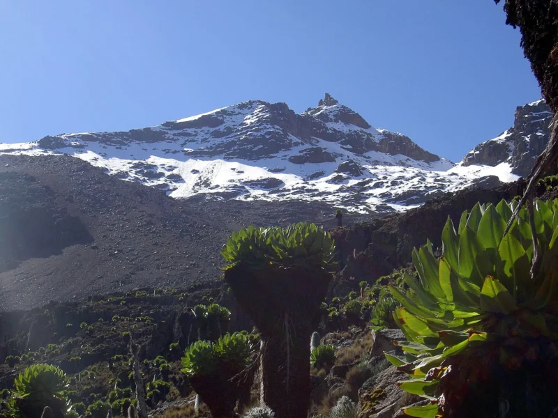 Point Lenana on Mount Kenya with giant groundsels