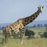 Rothschild's giraffe on the grassy plains of Murchison Falls National Park