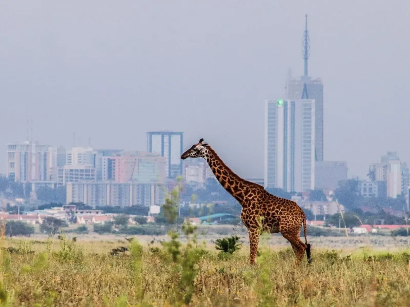 Maasai giraffe on the grassland of Nairobi National Park with the city skyline behind