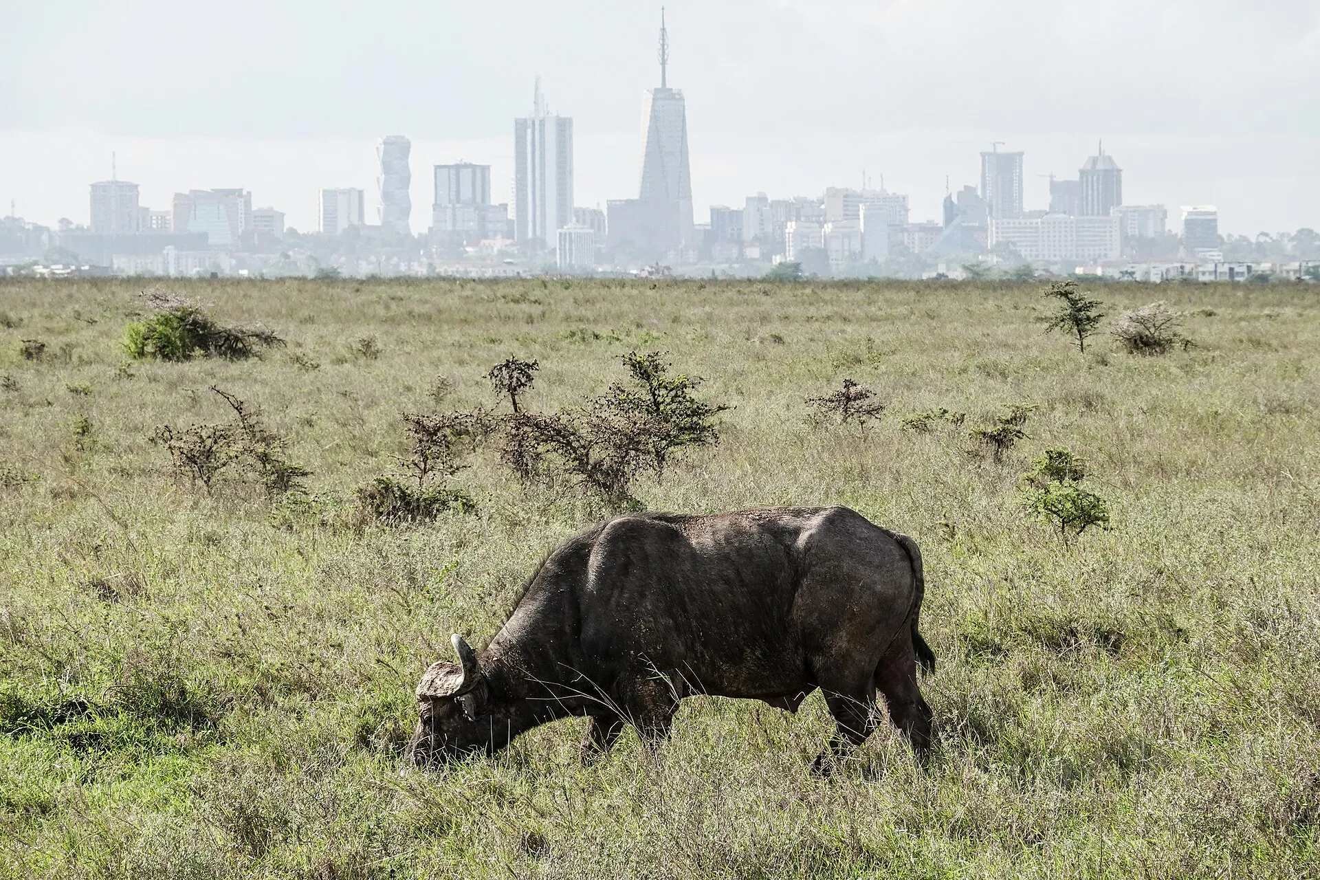 Buffalo grazing in Nairobi National Park with the city skyline behind