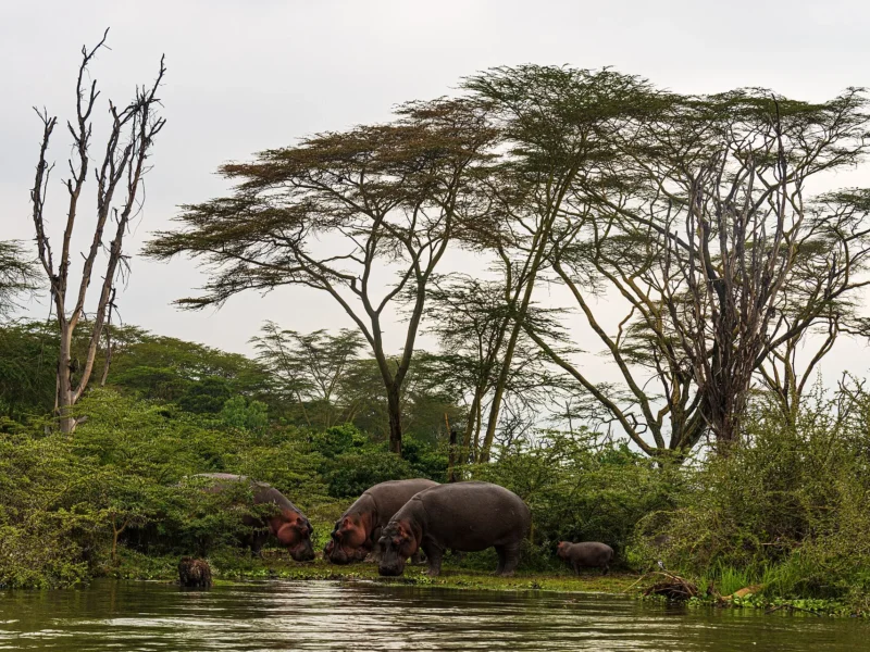 Hippos grazing beneath fever trees on the shore of Lake Naivasha