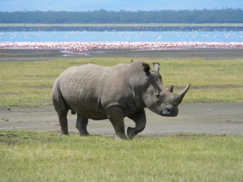 White rhino on the shore of Lake Nakuru with flamingos in the background