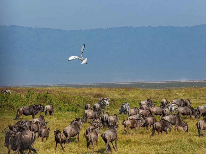 Wildebeest and zebra grazing on the Ngorongoro Crater floor