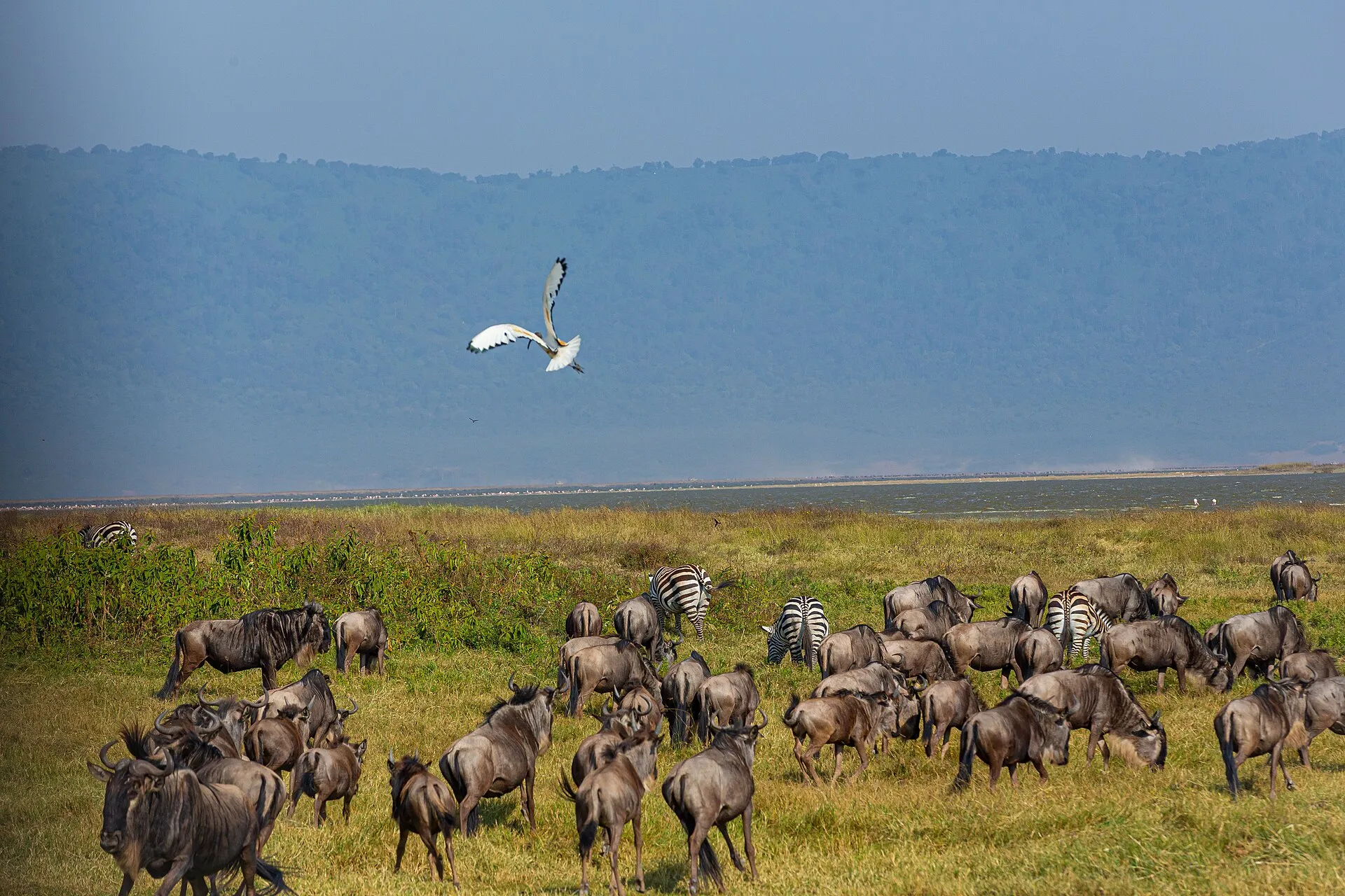 Wildebeest and zebra grazing on the Ngorongoro Crater floor