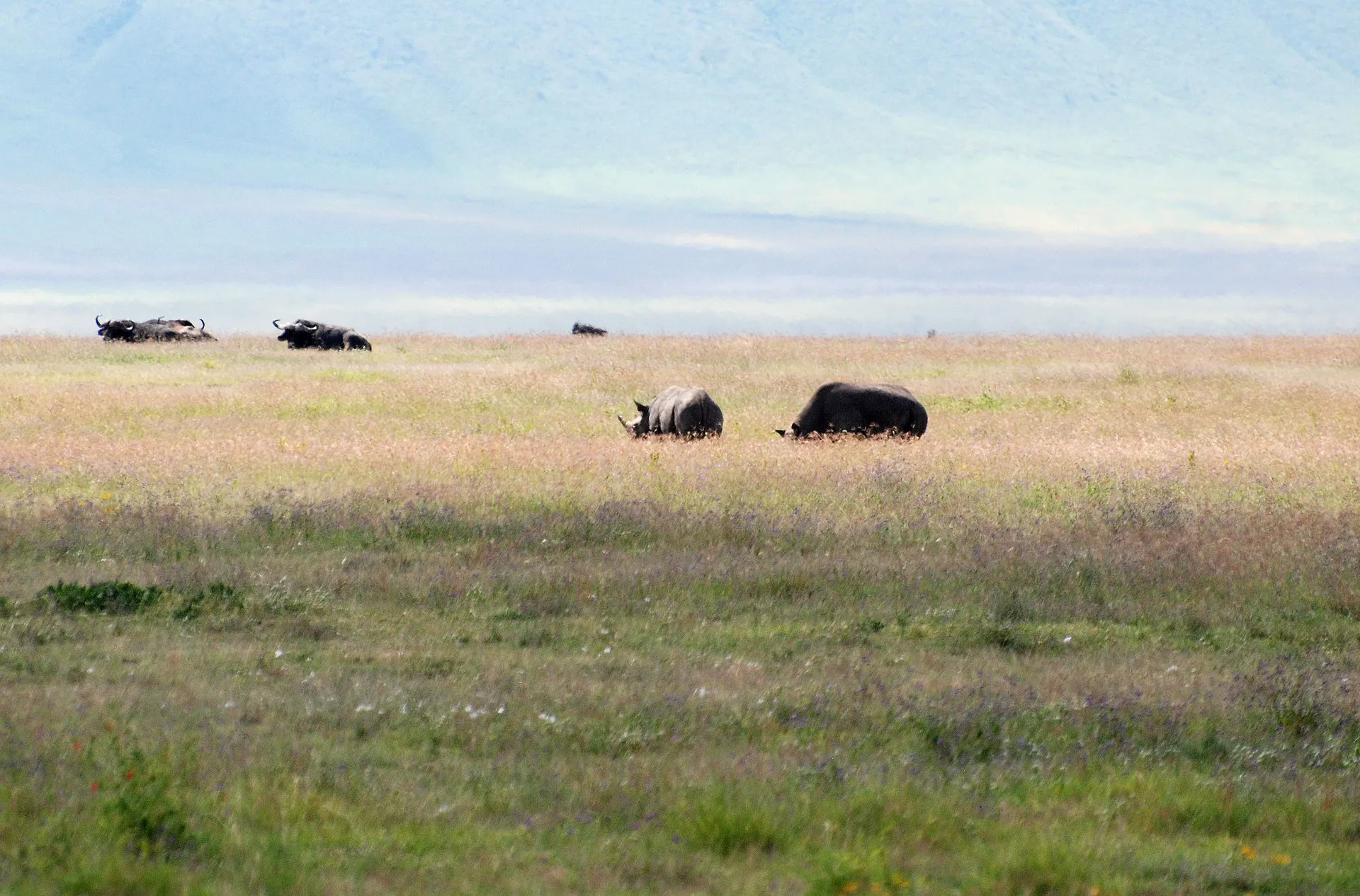 Black rhinos grazing on the open floor of Ngorongoro Crater