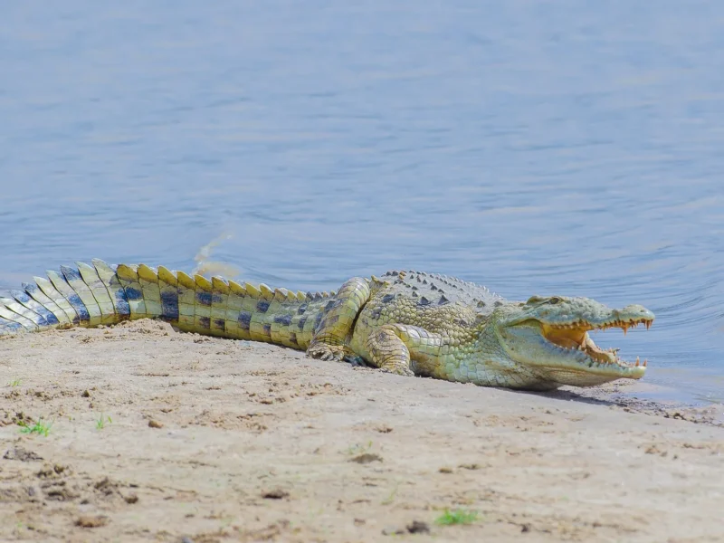 Nile crocodile on a sandbank in Nyerere National Park
