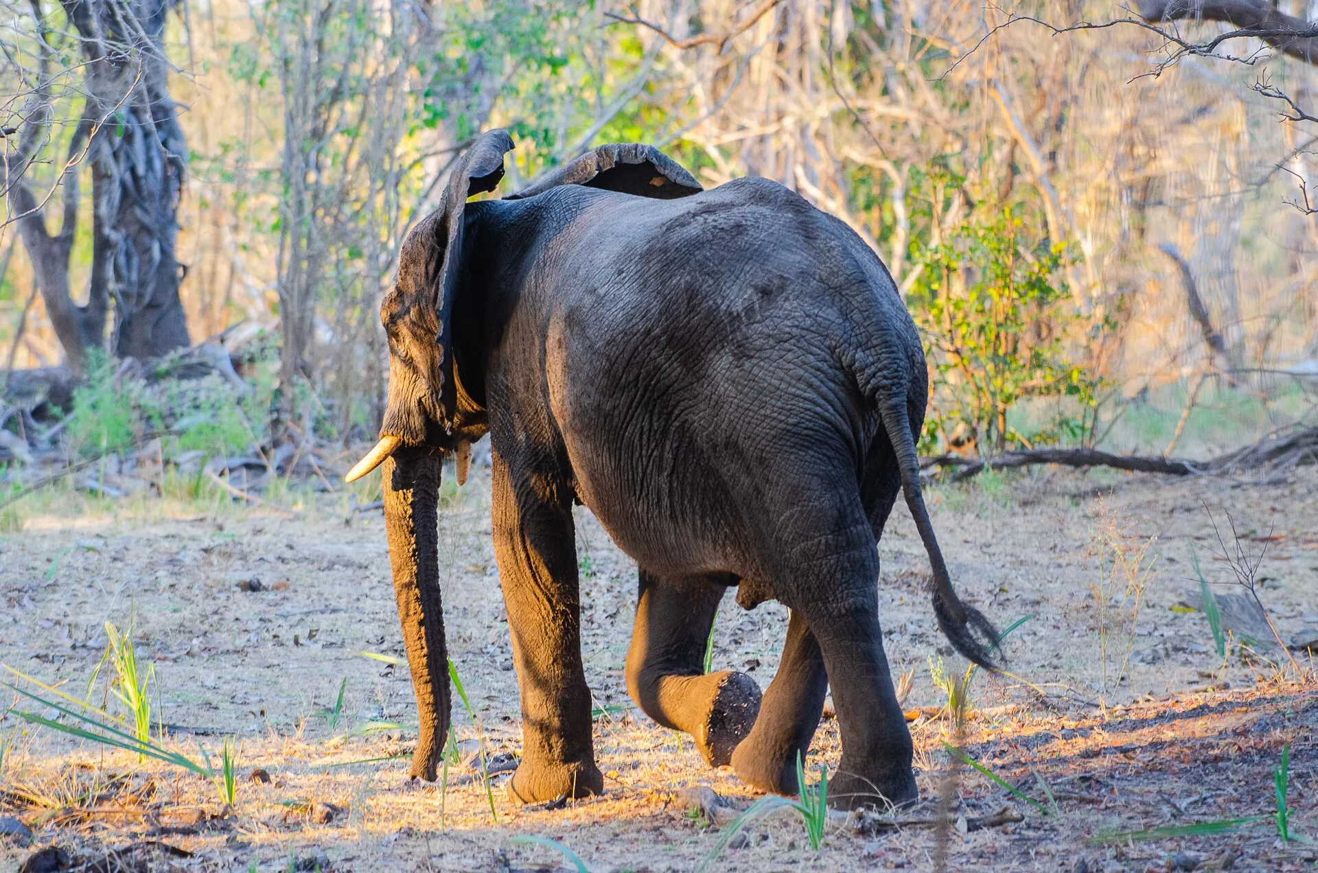 Elephant in Nyerere National Park, southern Tanzania