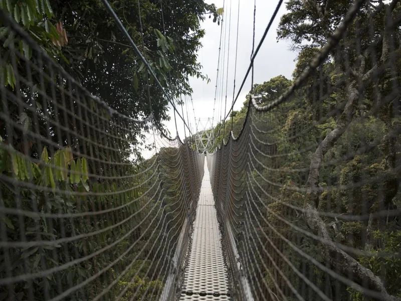 Suspension bridge of the canopy walkway through the treetops of Nyungwe Forest
