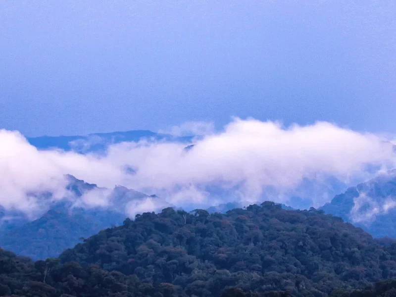 Low clouds over the forested ridges of Nyungwe National Park