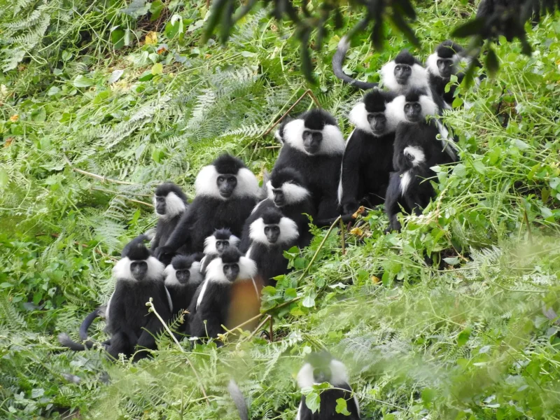 Group of Rwenzori black-and-white colobus monkeys in the canopy of Nyungwe Forest