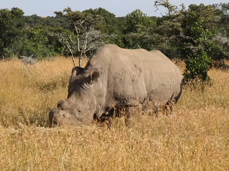 Northern white rhino grazing in tall grass at Ol Pejeta Conservancy