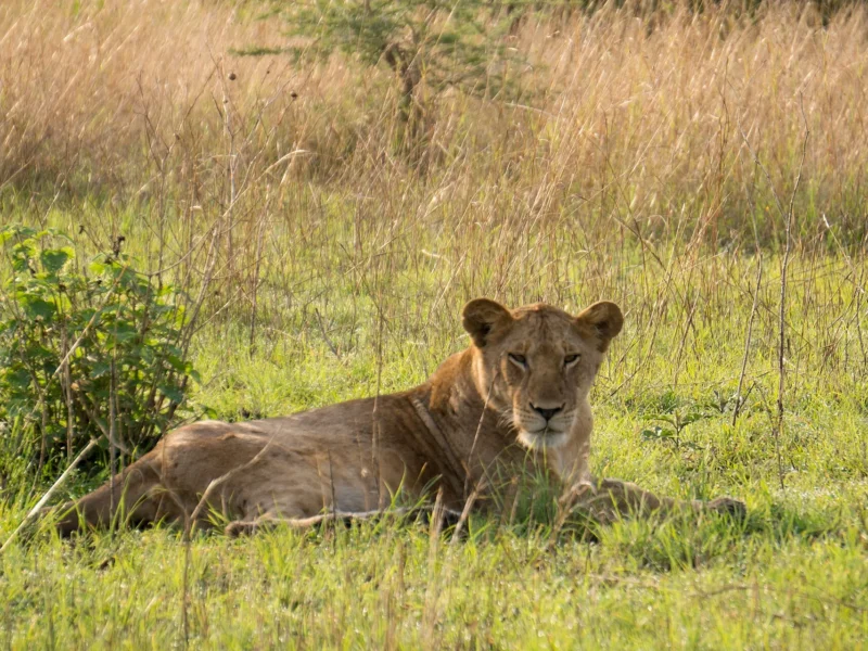 Lioness resting in the grass of Queen Elizabeth National Park