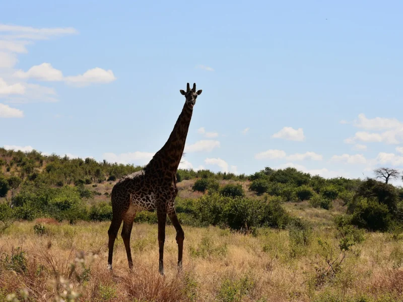 Giraffe in Ruaha National Park, Tanzania