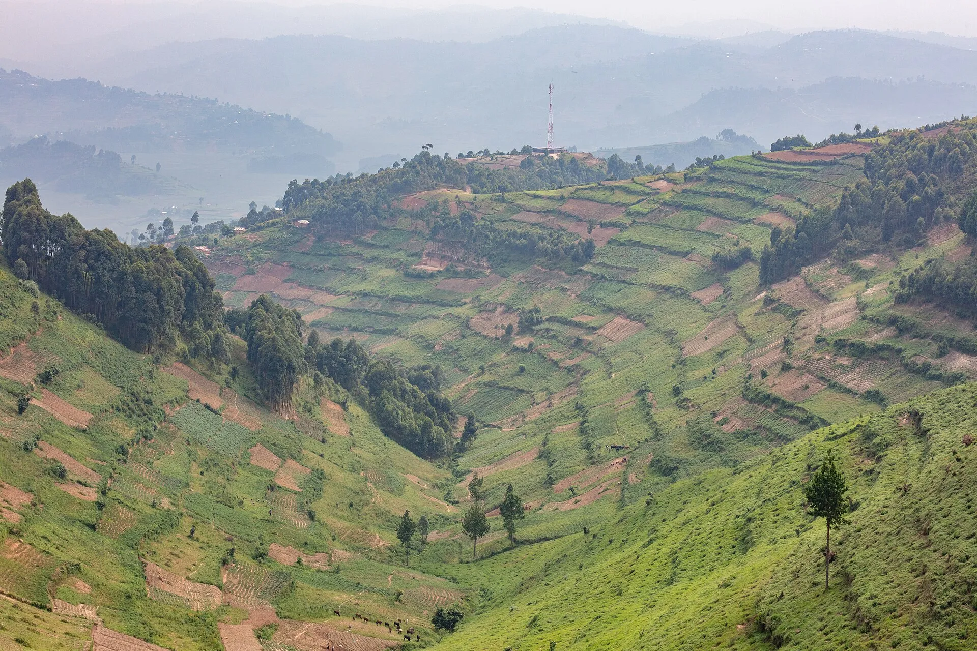 Terraced hills and forest around Ruhija, Bwindi
