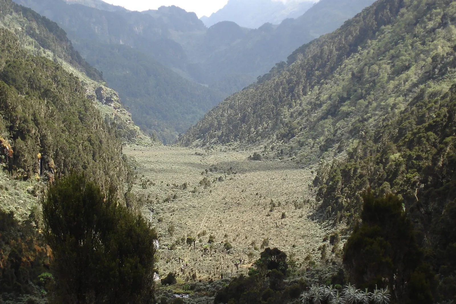 Upper Bigo Bog valley with giant lobelias on the Rwenzori central circuit