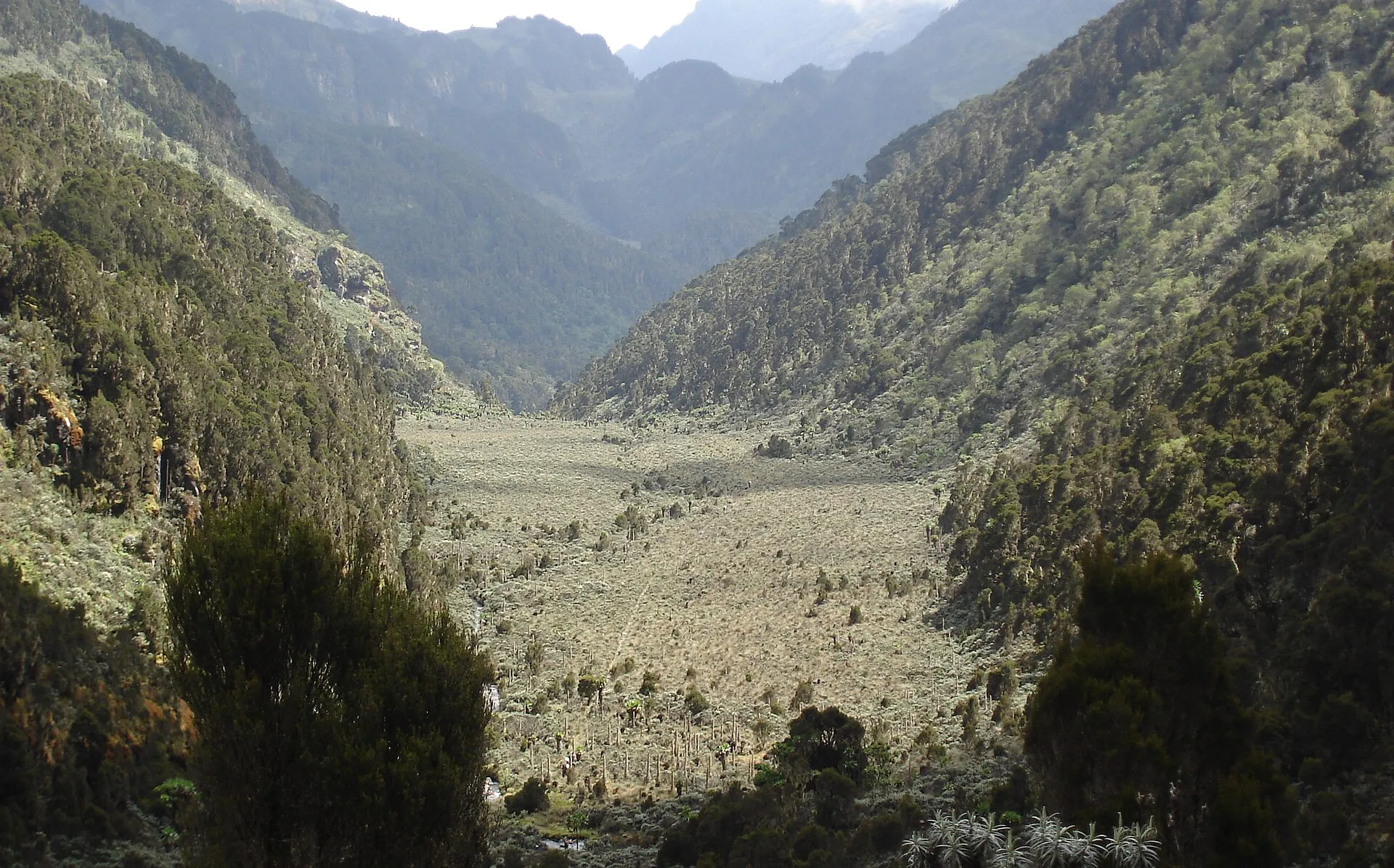 Upper Bigo Bog valley with giant lobelias on the Rwenzori central circuit