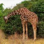Reticulated giraffe bending to browse in Samburu National Reserve