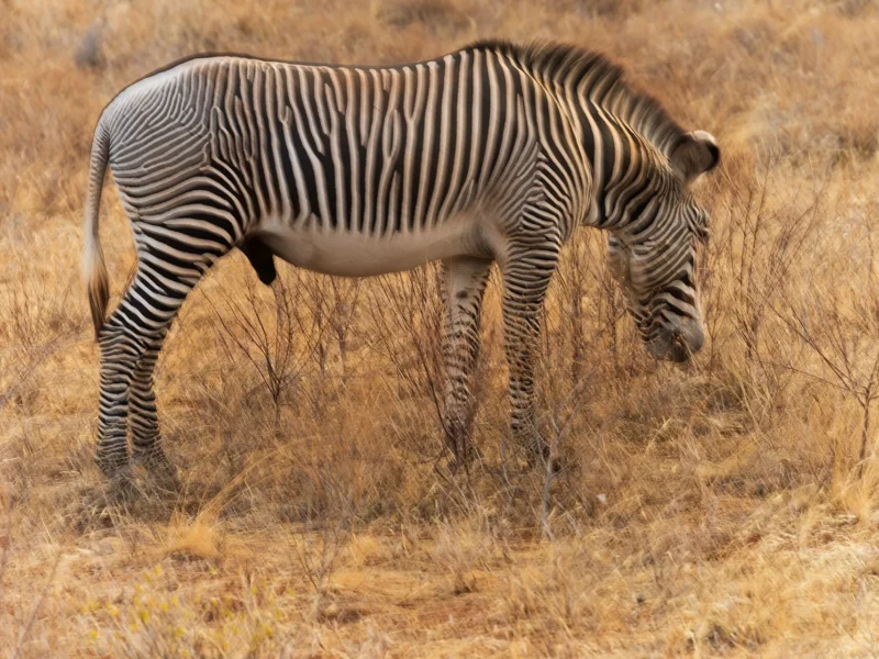 Male Grevy's zebra with fine narrow stripes in Samburu National Reserve, Kenya