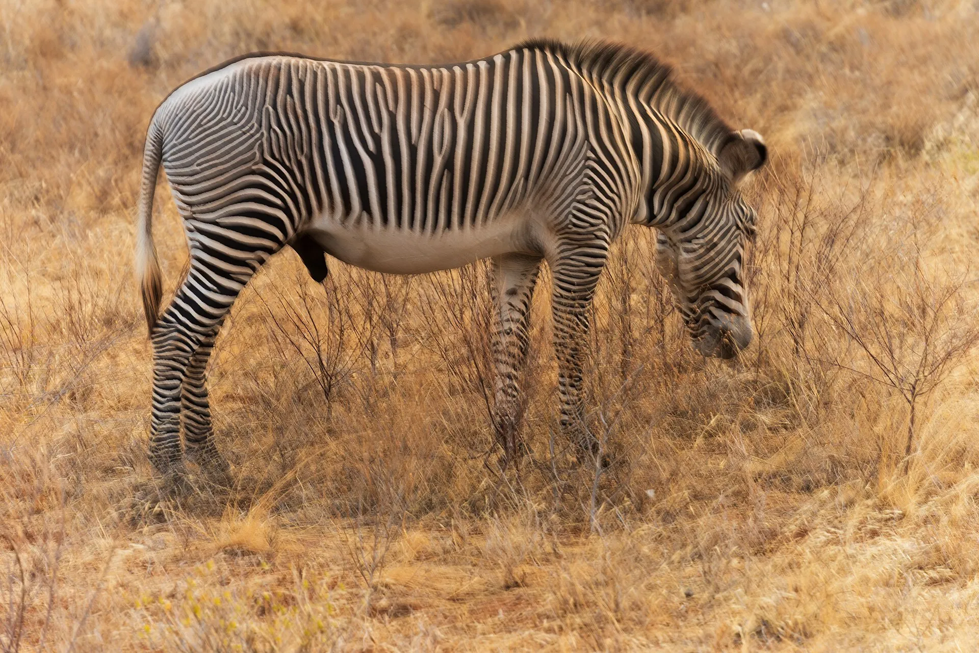Male Grevy's zebra with fine narrow stripes in Samburu National Reserve, Kenya