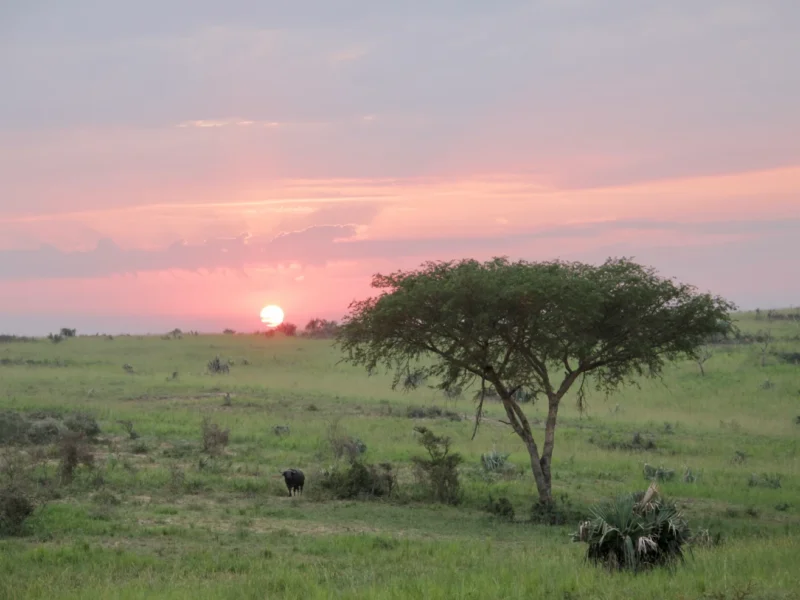 1-Day Mabamba Shoebill Day Trip photo