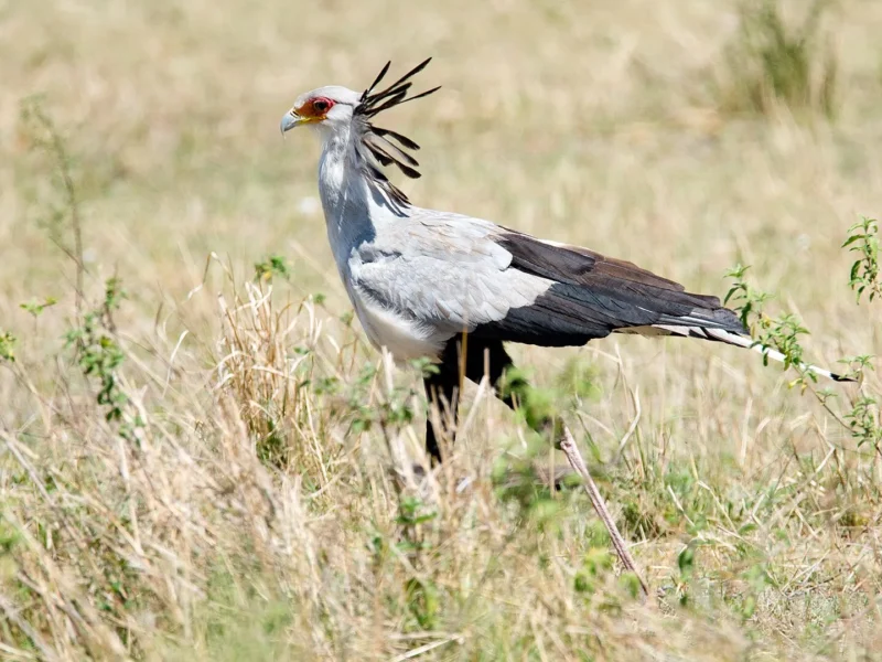 Secretary bird walking through grass in the northern Serengeti