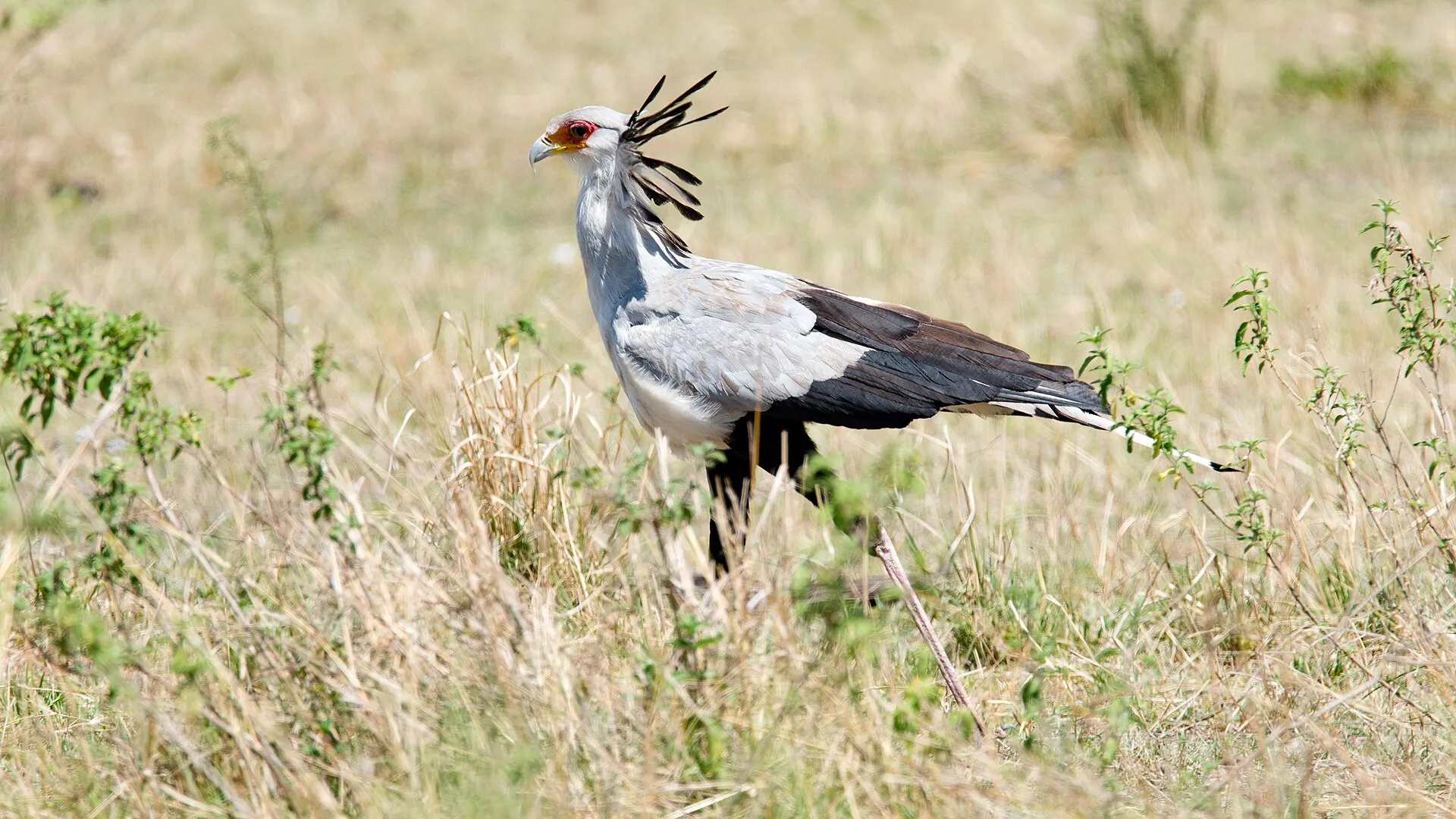 Secretary bird walking through grass in the northern Serengeti