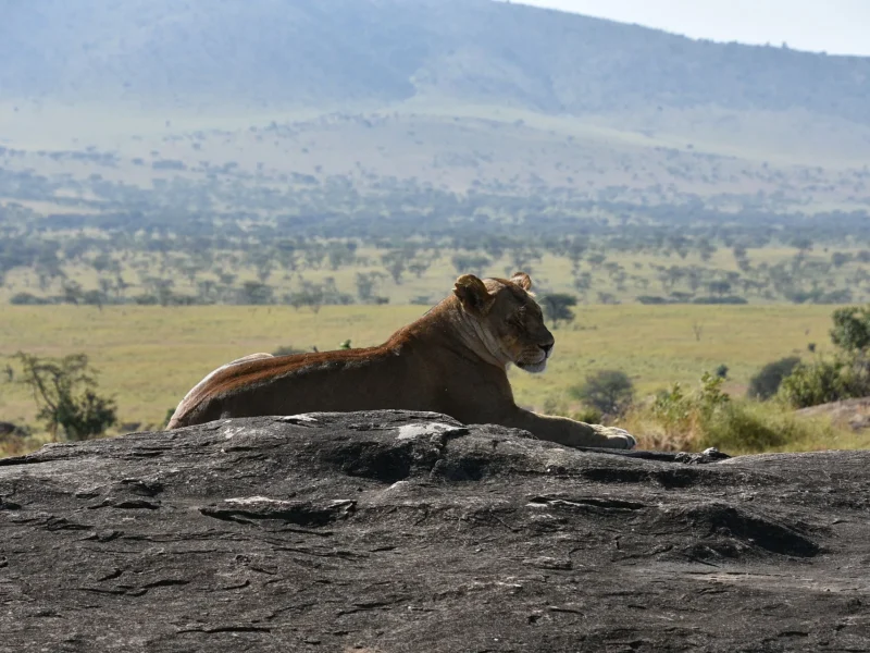 Lioness resting on top of a granite kopje in the Serengeti
