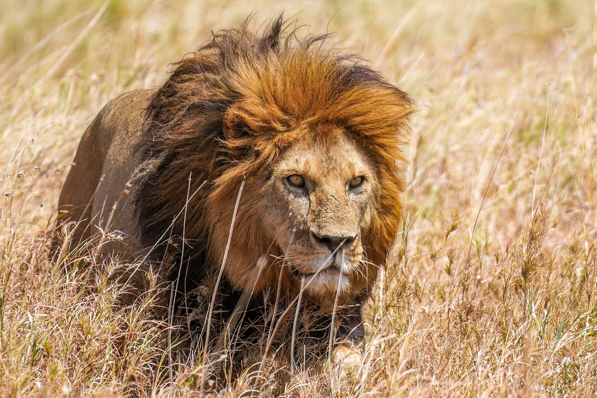 Black-maned male lion prowling through golden grass in the Serengeti