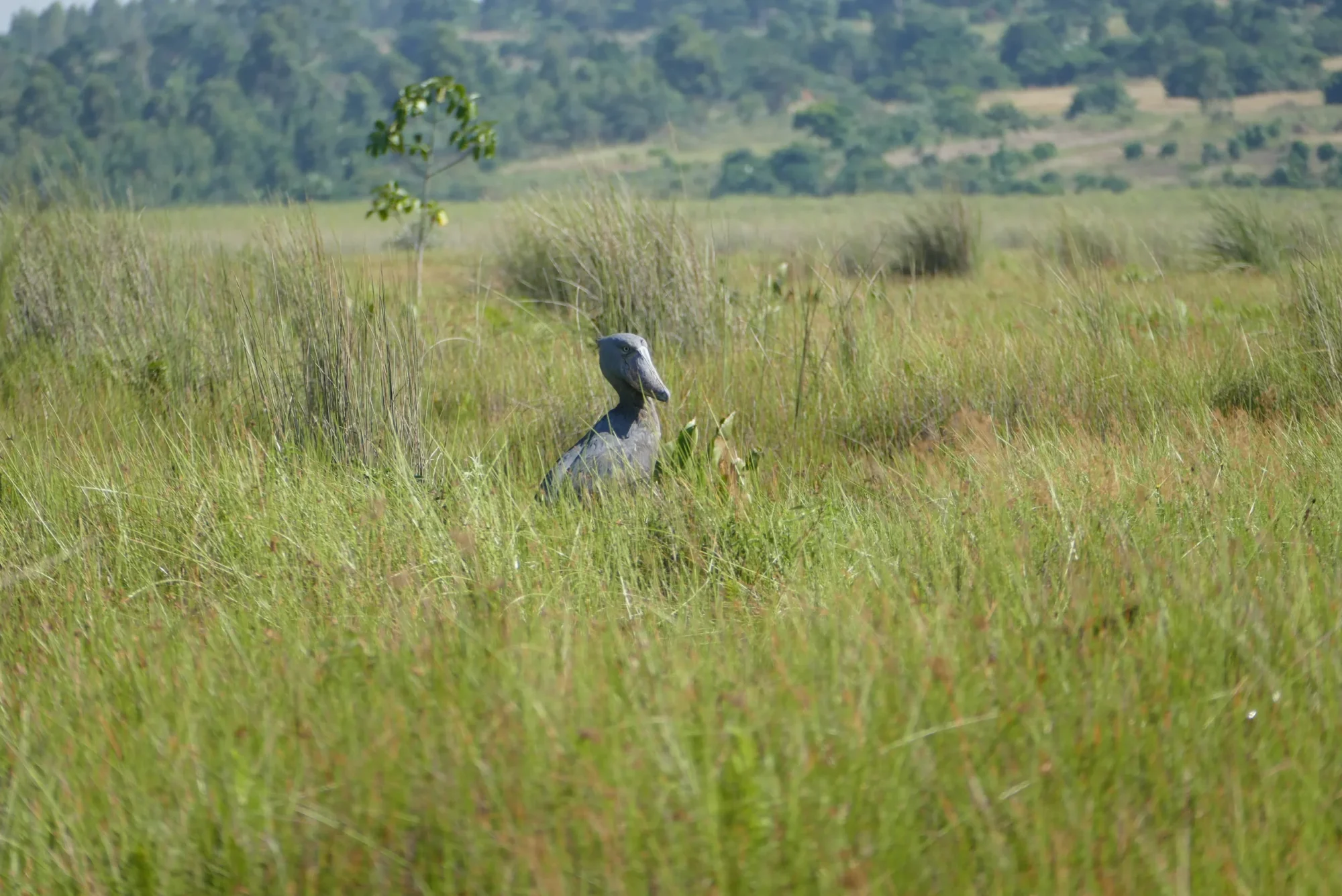 Shoebill standing in the grassy wetland at Mabamba, Uganda
