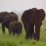 Family of elephants among the trees of Tarangire National Park