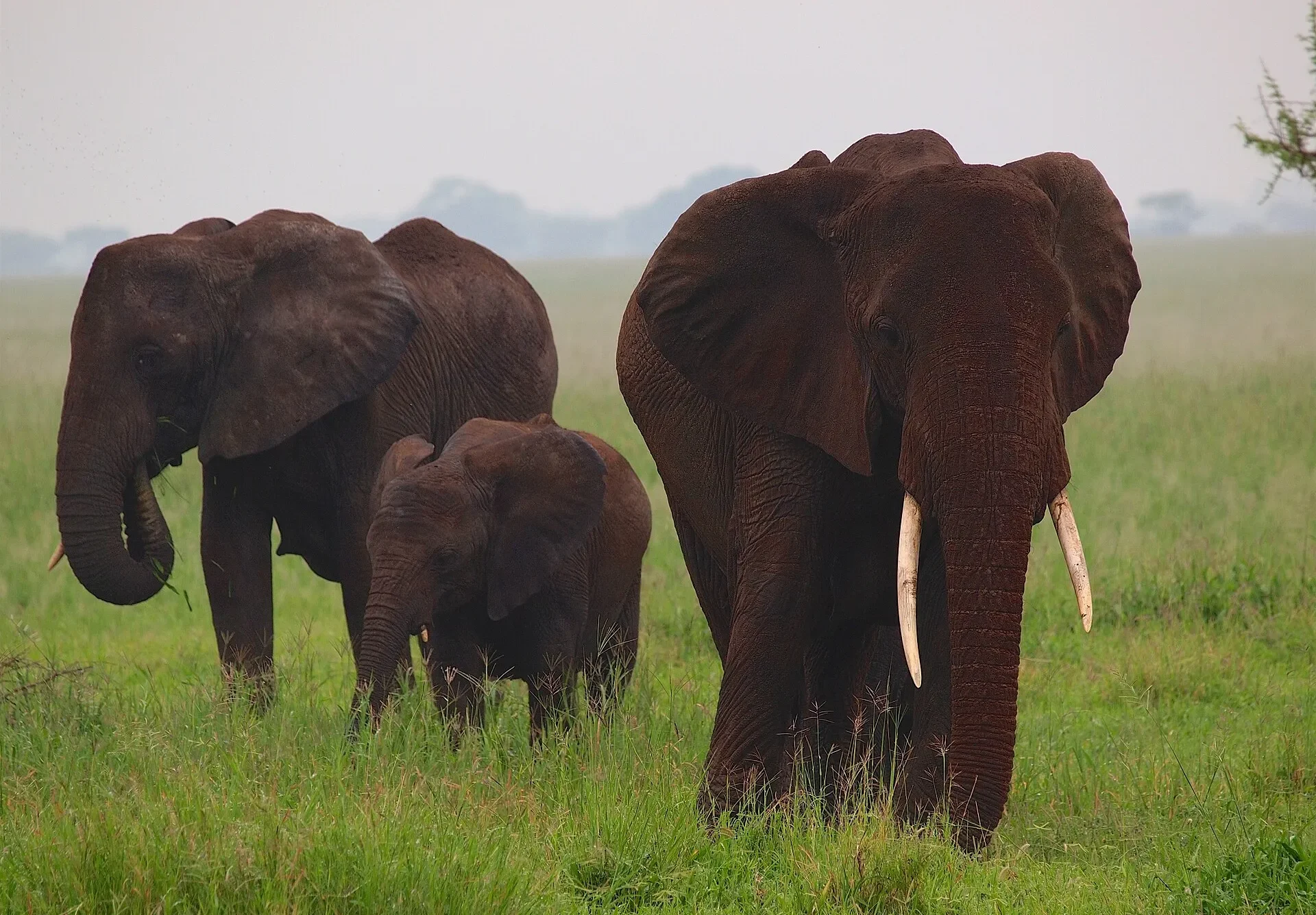 Family of elephants among the trees of Tarangire National Park