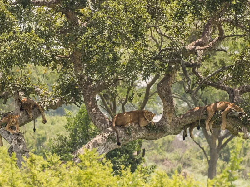 Lions resting on the branches of a large fig tree
