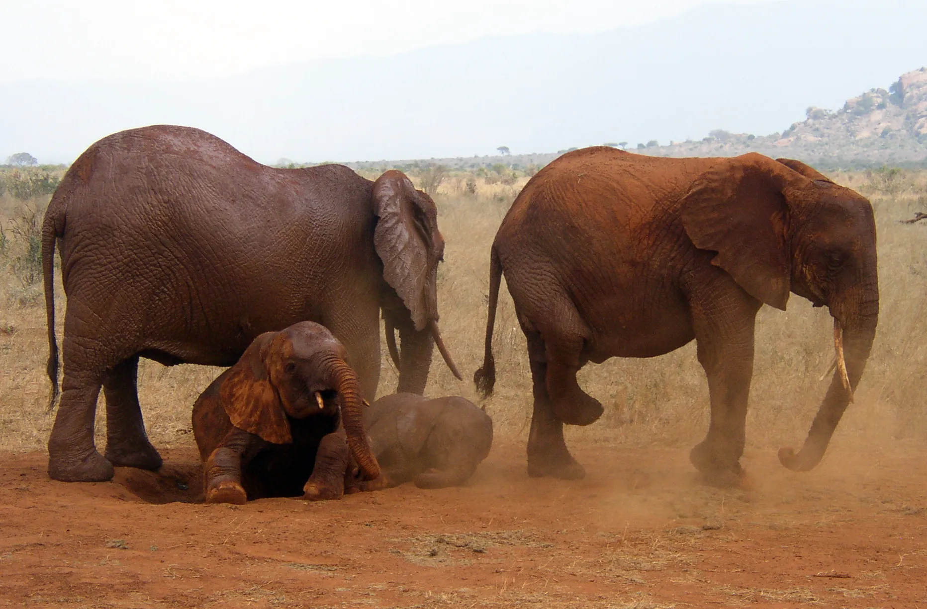 Red-dusted elephants in Tsavo East National Park, Kenya