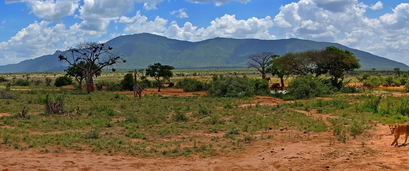 Panorama of the plains of Tsavo East National Park