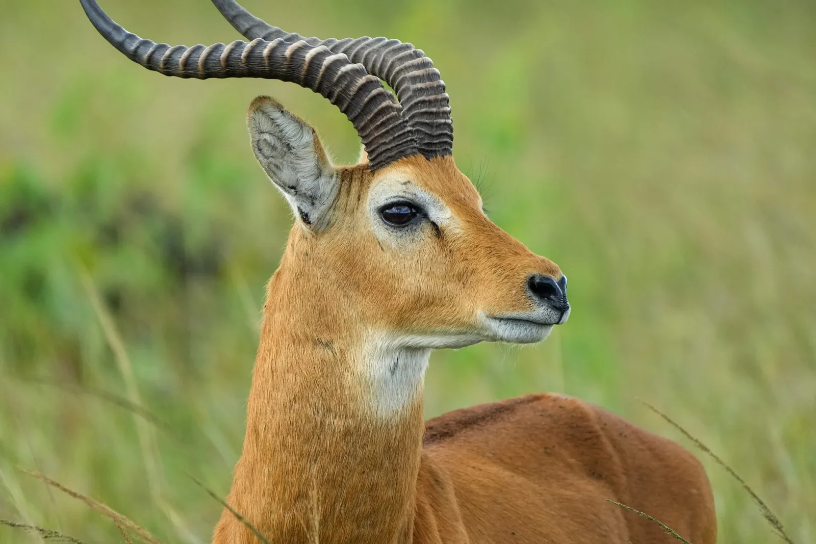 Male Uganda kob with lyre-shaped horns in Queen Elizabeth National Park