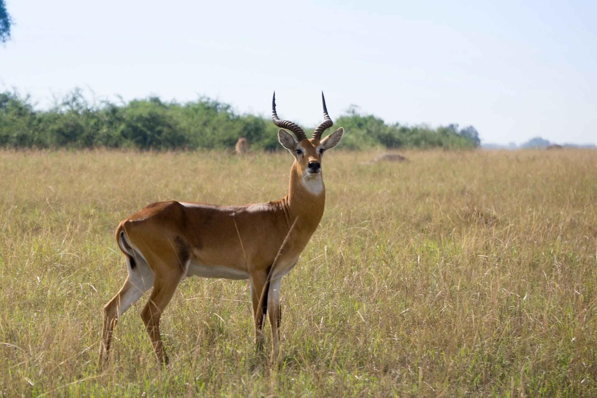 Male Uganda kob standing on the grassland of Queen Elizabeth National Park
