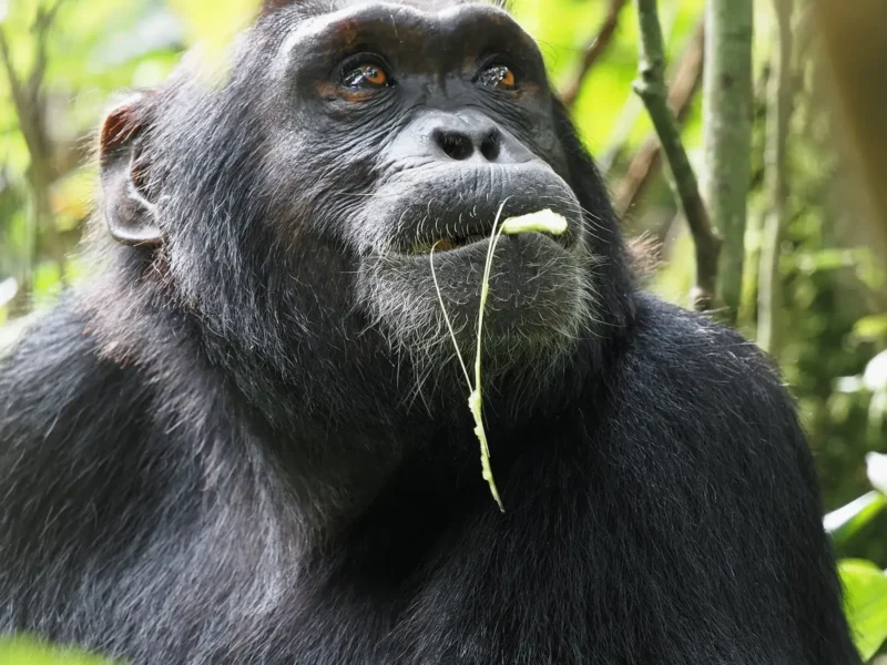 Chimpanzee tracking