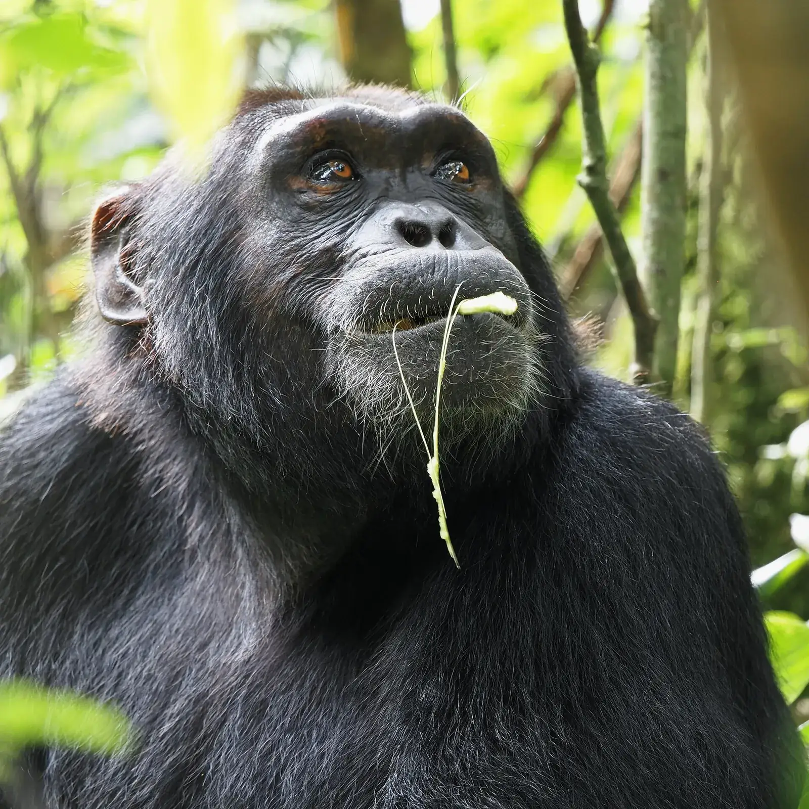Chimpanzee tracking