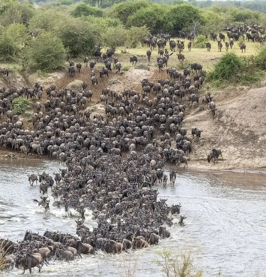 Big game & migration