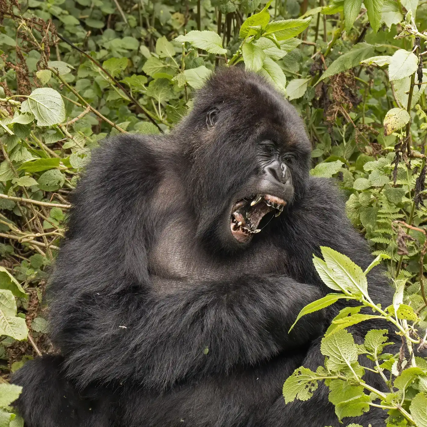 Mountain gorilla yawning in bamboo