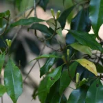 Unripe clove buds growing on a tree on a Zanzibar spice farm